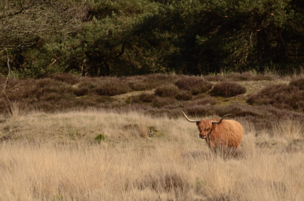 heide Hooghalen Groote Zand Hooghalen
