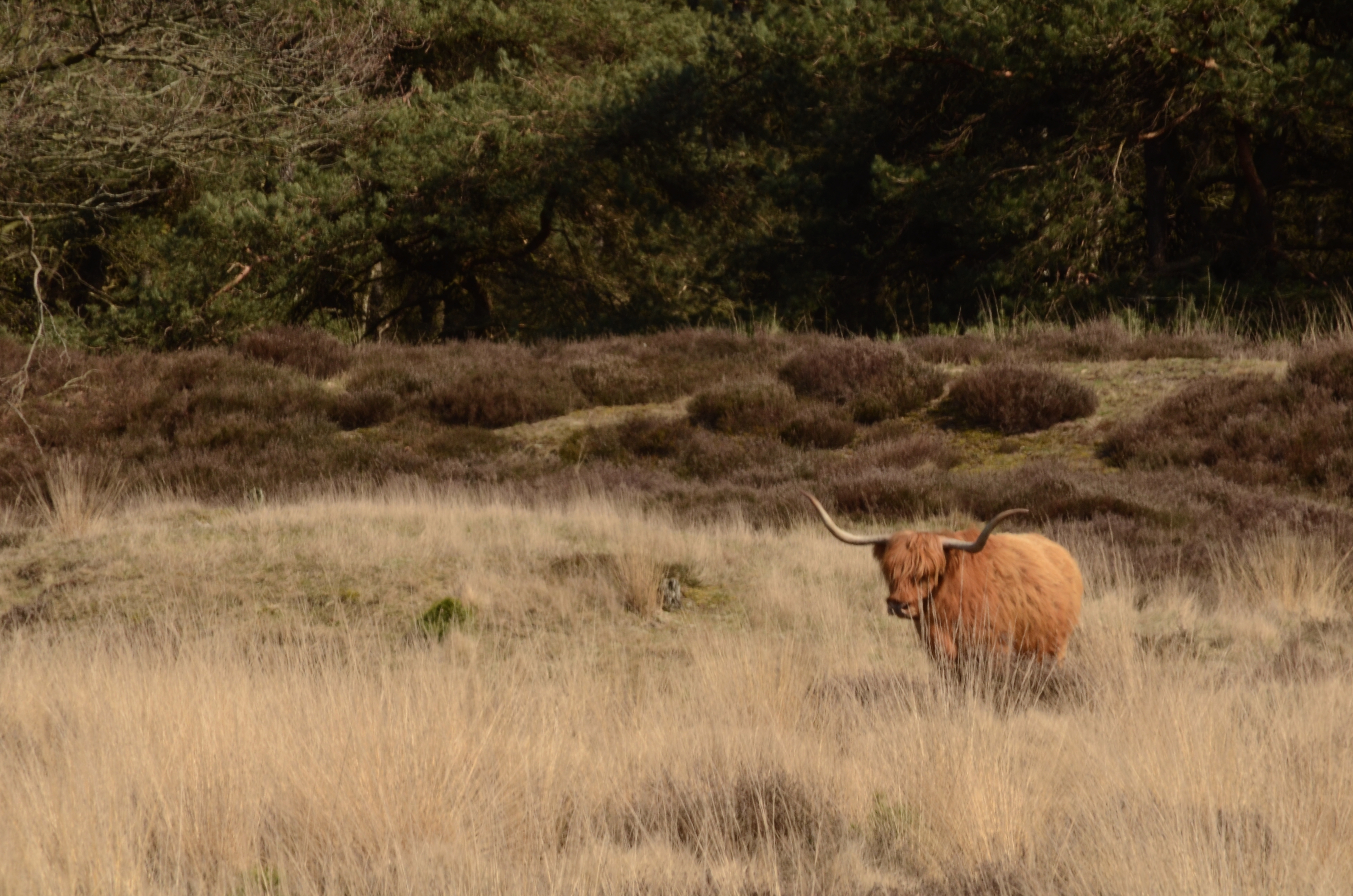 heide Hooghalen Groote Zand Hooghalen